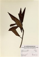 藏品(臺灣杜鵑)的圖片